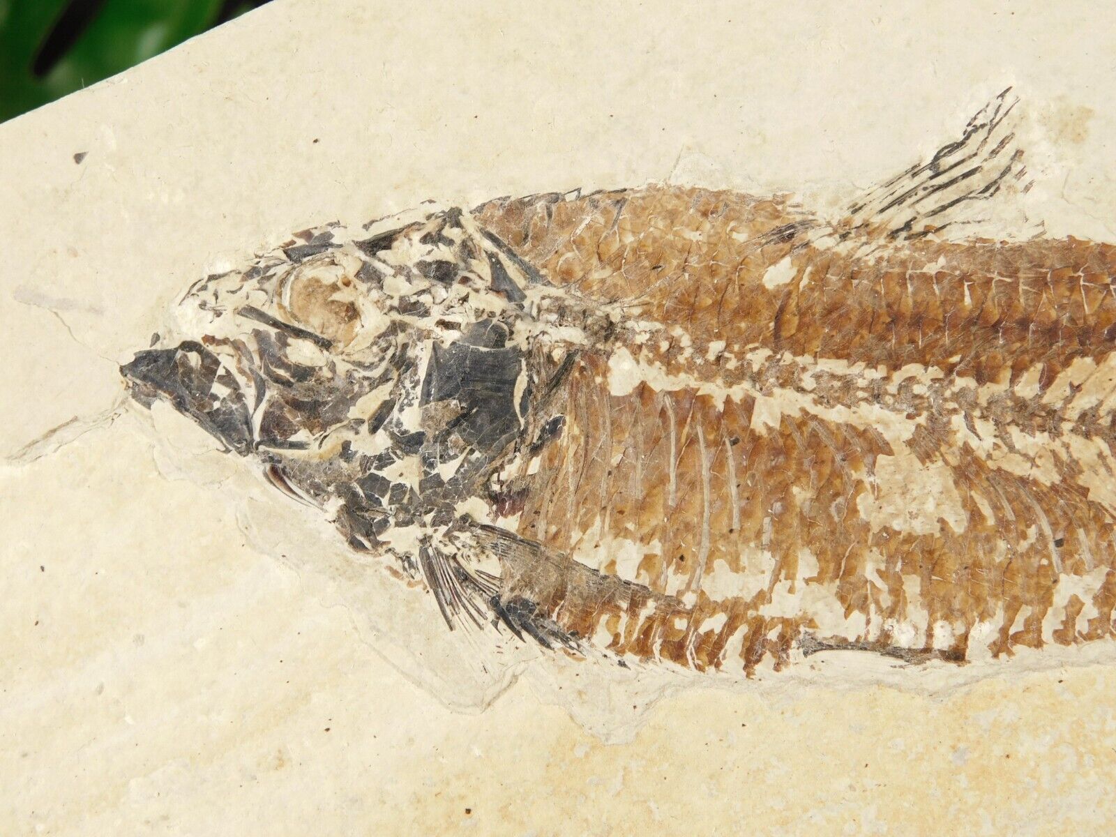 Visible SCALES On This 50 Million Year Old FISH Fossil With Stand Wyoming 701gr