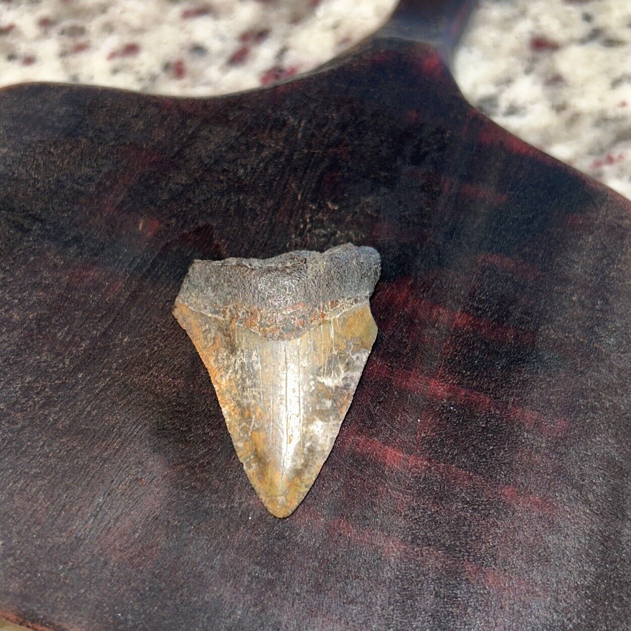 Megalodon Shark Tooth 1.5” Colorful Peace River Florida Lightning Strike Orange