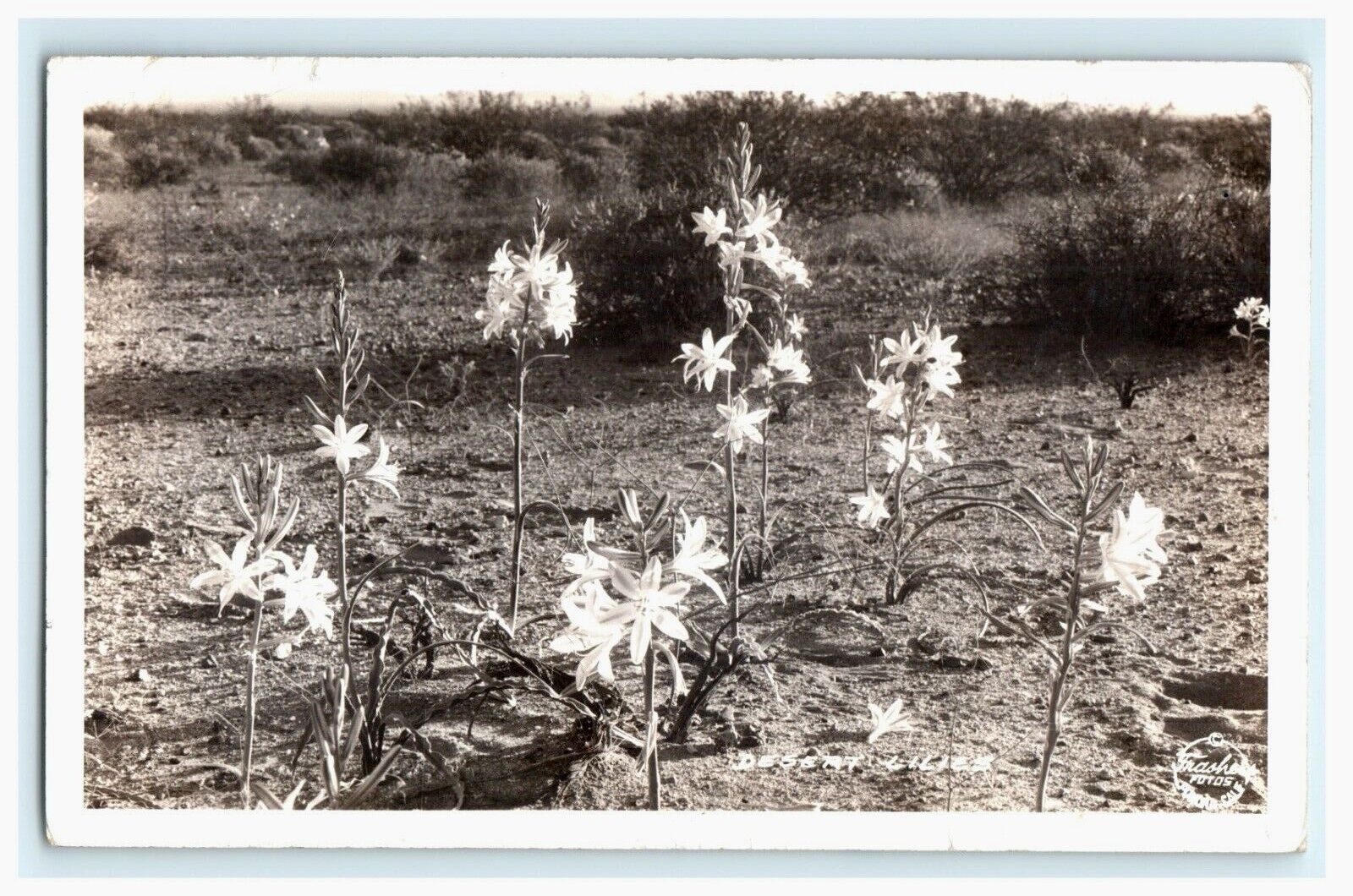 1945 Desert Lilies Flower Plant Nature RPPC Vintage Postcard 