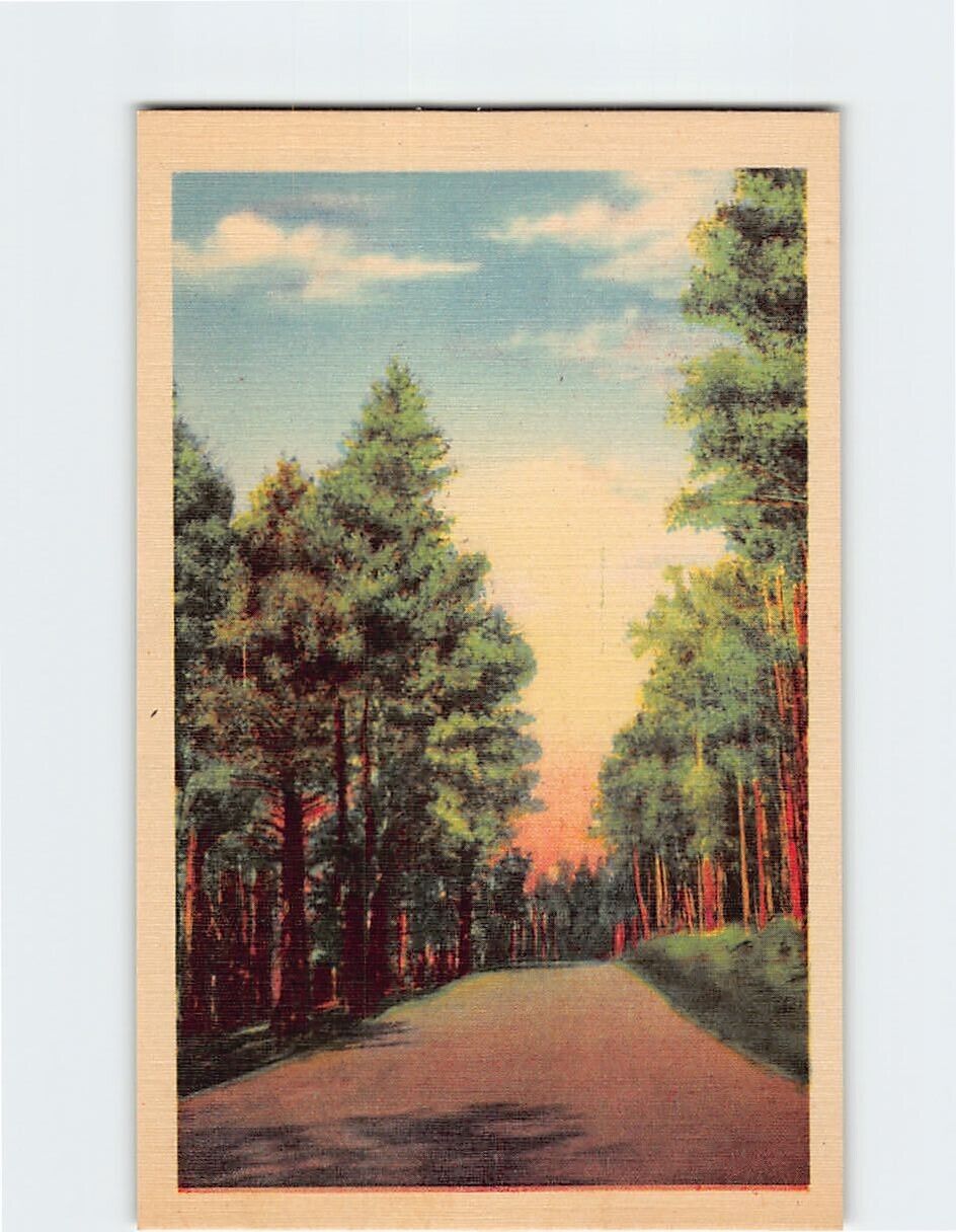 Postcard Picturesque Road Lined with Trees