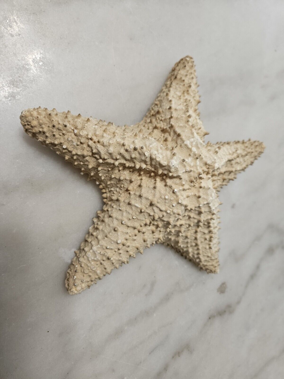 Vintage Starfish Real Dried Seashell Shell Large 