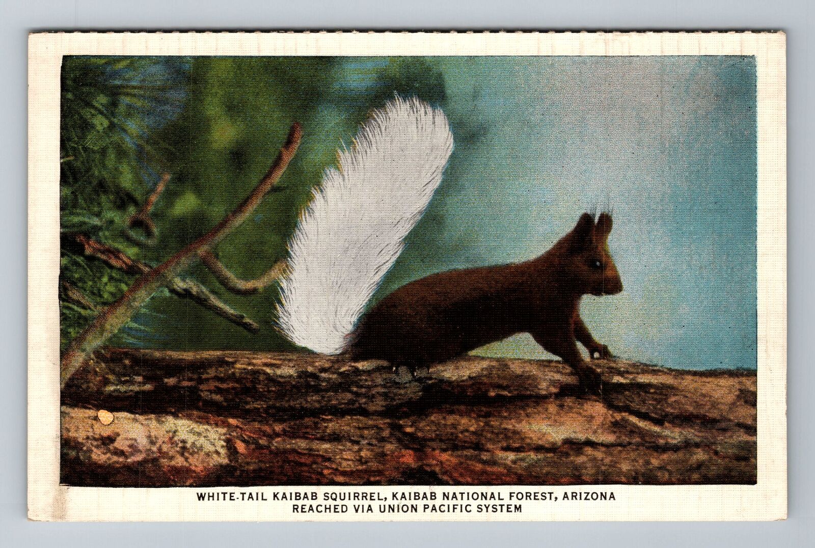 Kaibab National Forest AZ-Arizona, White Tail Kaibab Squirrel Vintage Postcard