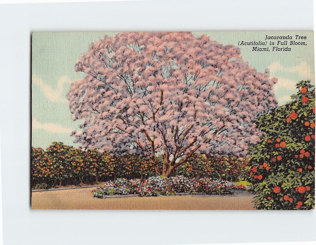 Postcard Jacaranda Tree (Acutifolia) in Full Bloom Miami Florida USA