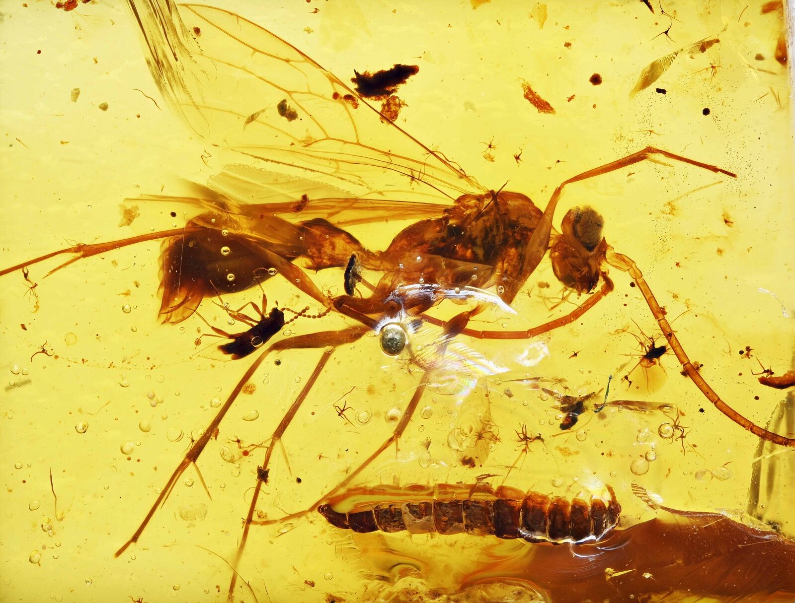 Detailed Winged Ant with Larva, Fossil Inclusion in Burmese Amber