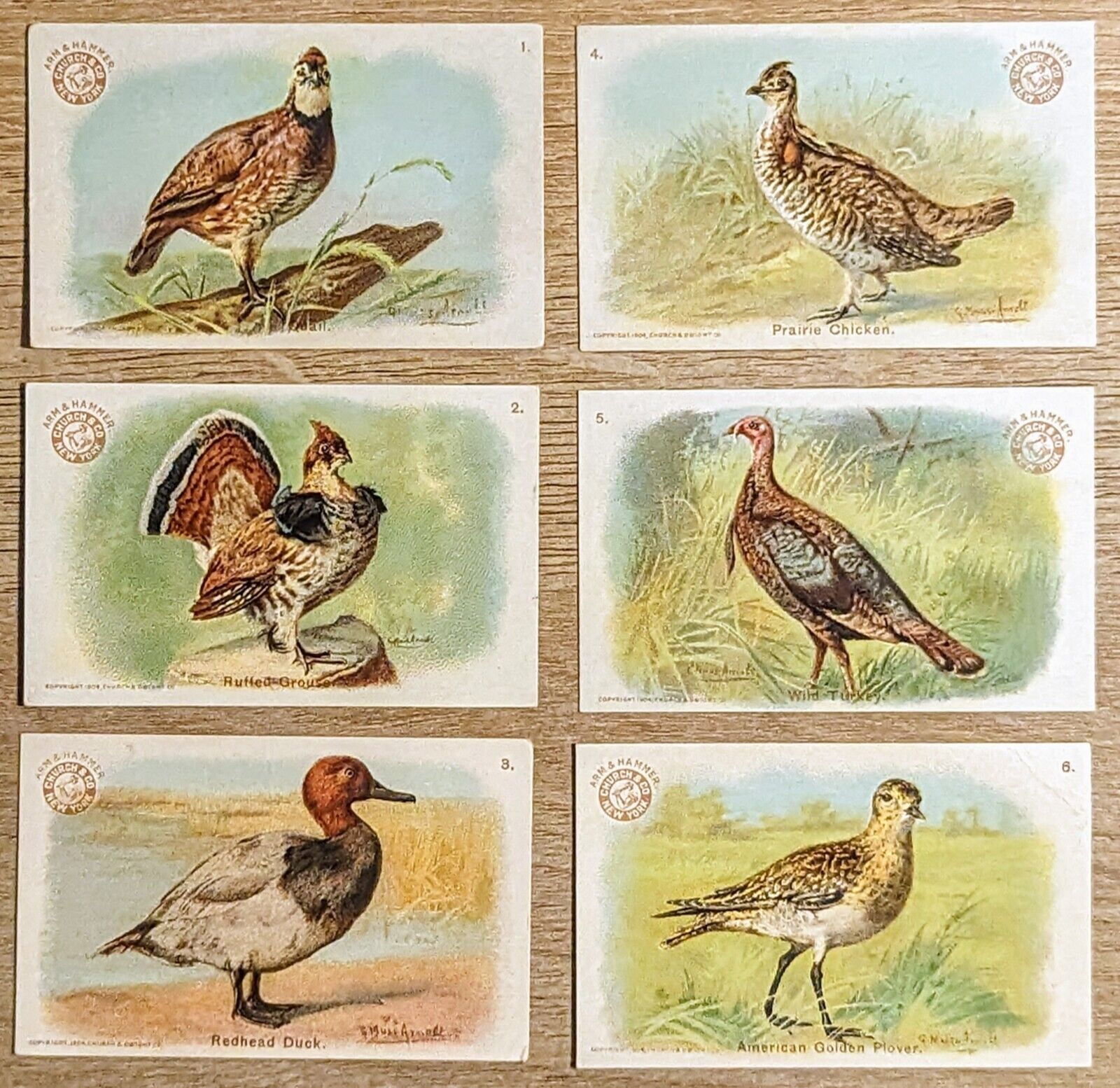 1904 J3 Church & Co Arm & Hammer Game Bird Series Complete 30 Card Set