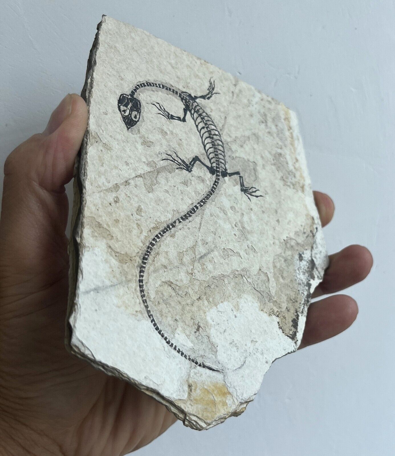 Unique Real AMPHIBIAN-VERTEBRA-NOTHOSAURIA-JURASSIC Dragon Dinosaur Fossil