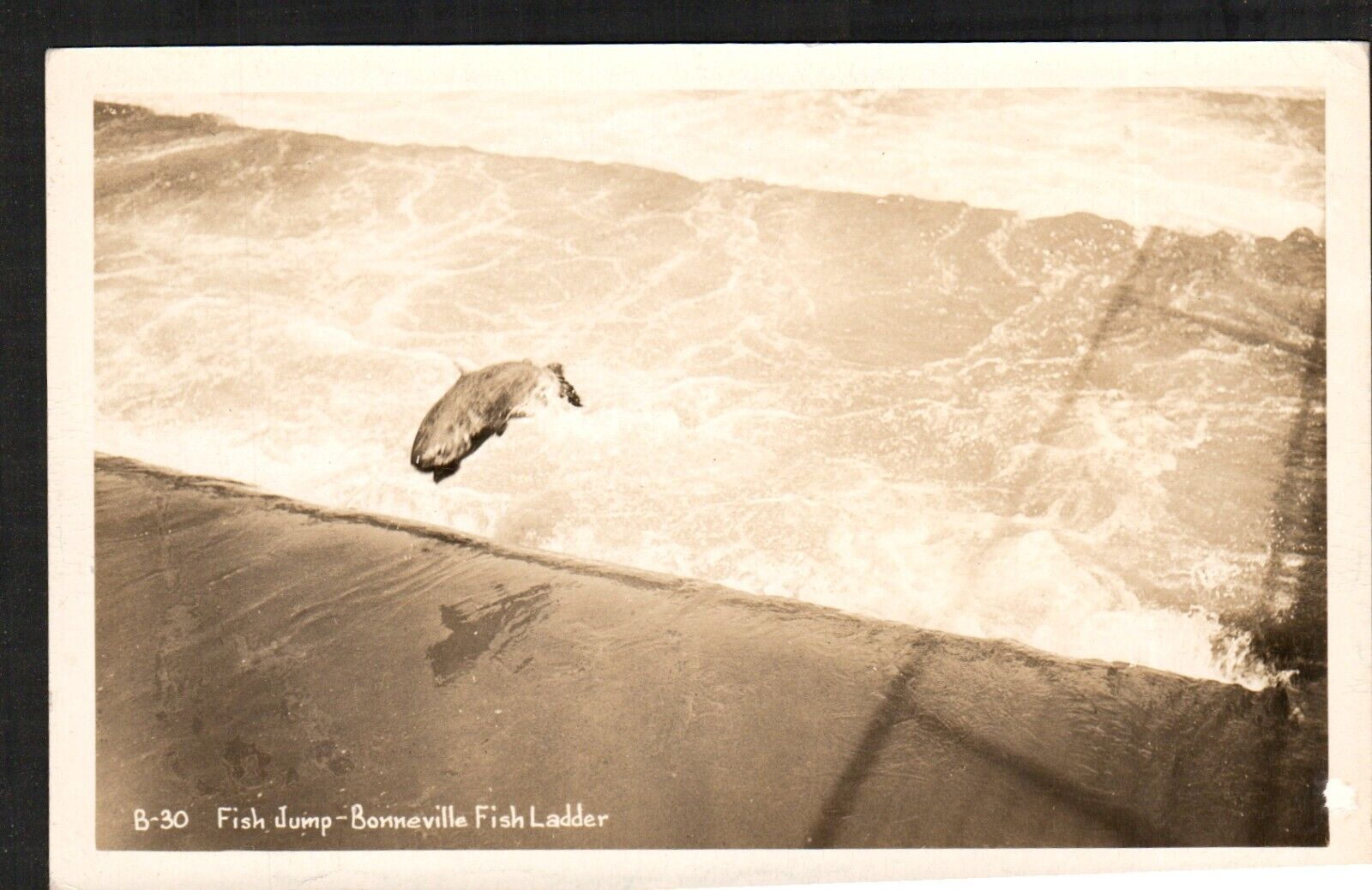 RPPC Postcard Photo Bonneville Fish Ladder Fish Jump Salmon/Trout Jumping 1908
