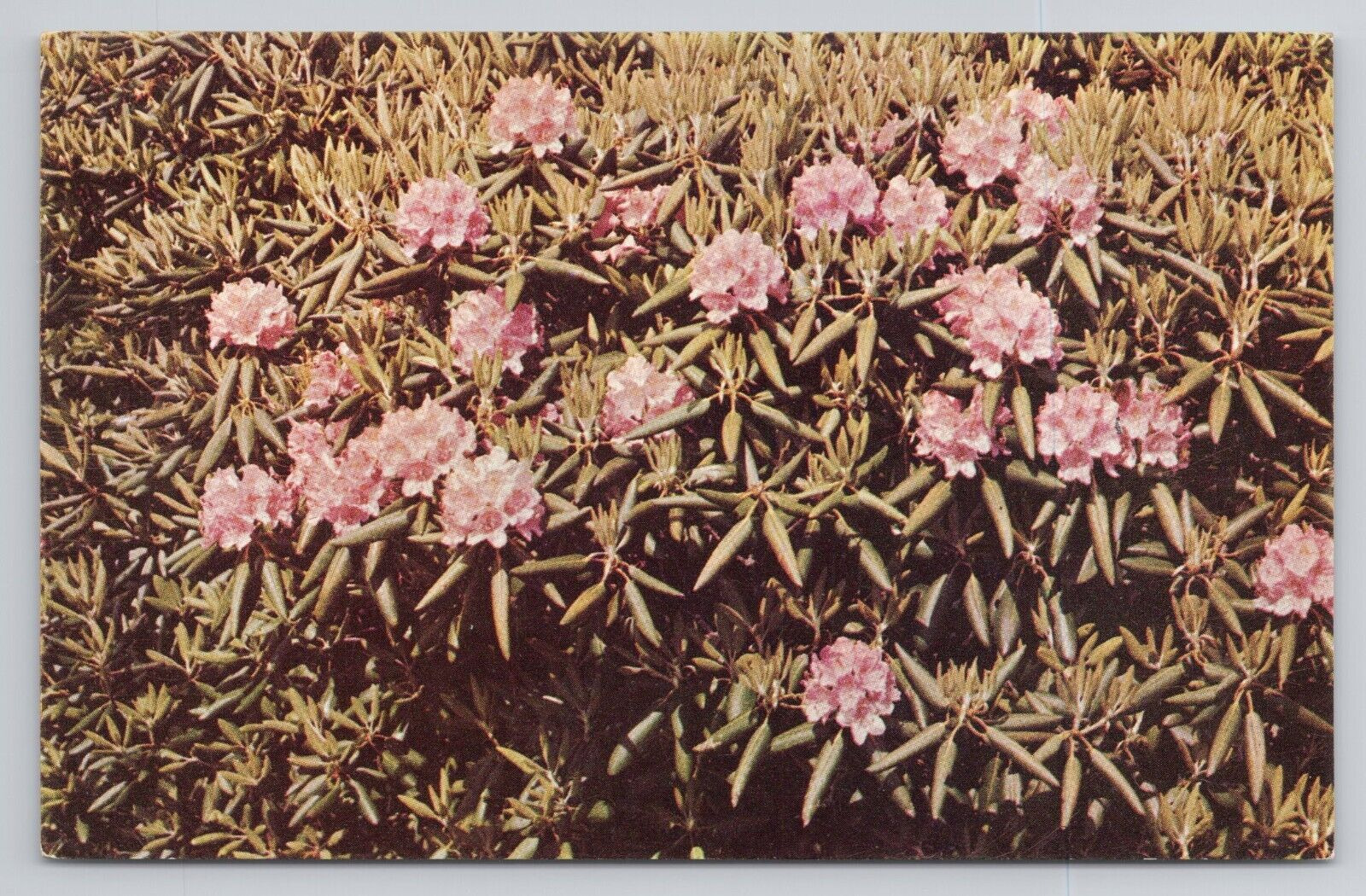 Rhododendron In Bloom In The Beautiful Pocono Mountains PA Postcard 2951