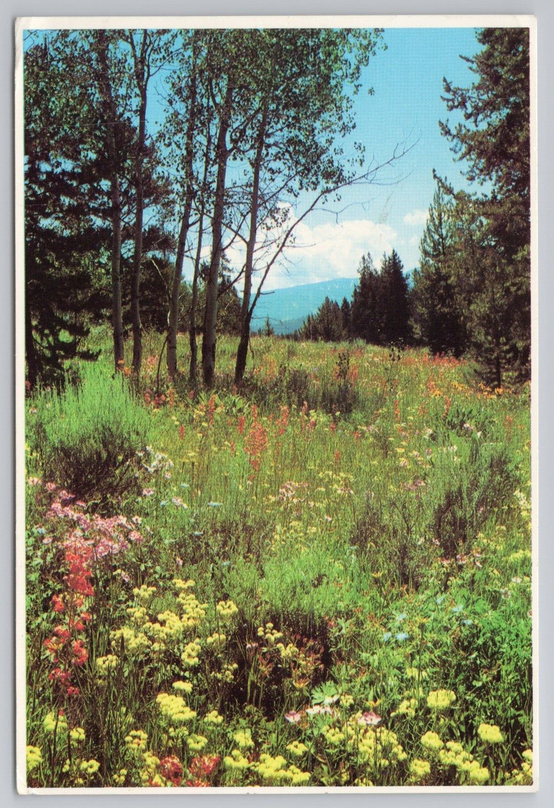 Field of Wildflowers at Yellowstone National Park Wyoming Vintage Postcard 1980