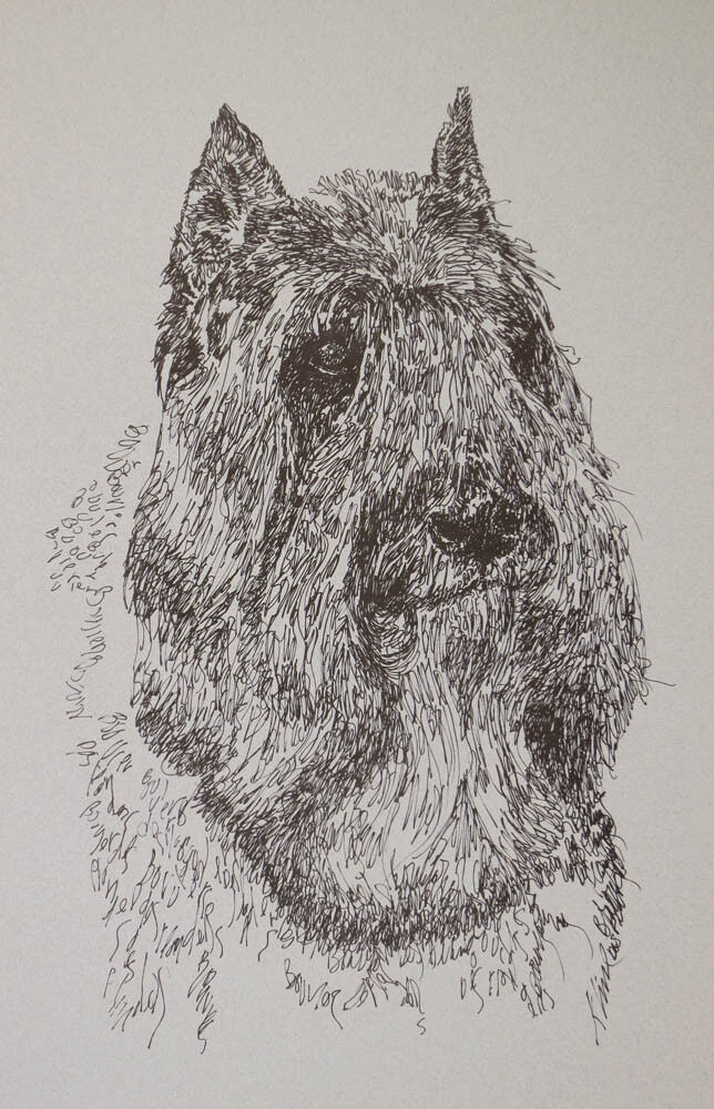 BOUVIER des FLANDRES DOG BREED ART PORTRAIT PRINT #93 Kline adds dog name free.