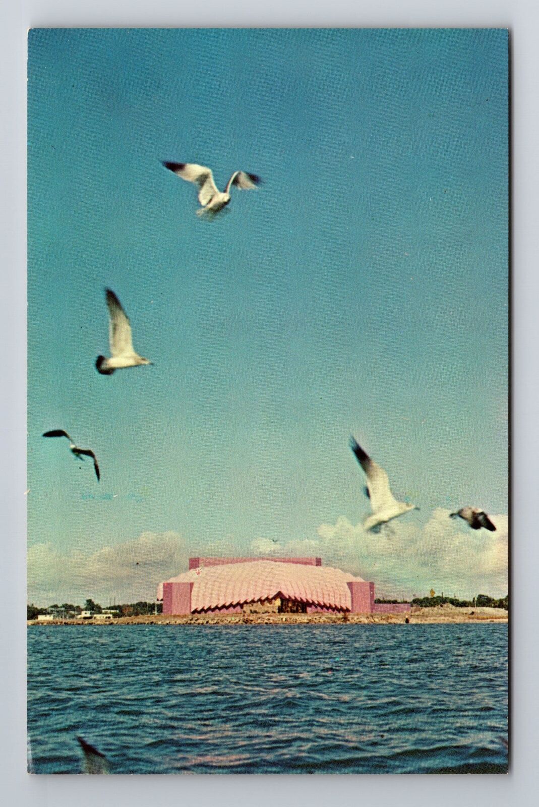 Sarasota FL-Florida, Sea Gulls, Antique, Vintage Souvenir Postcard
