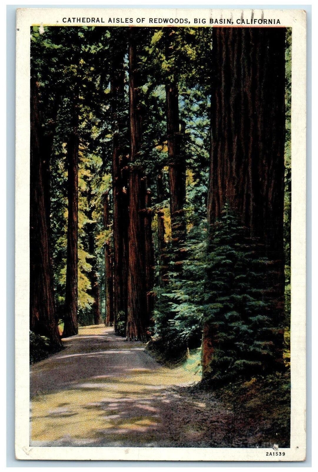 1939 Cathedral Aisles Of Redwood Dirt Road Big Basin California Vintage Postcard