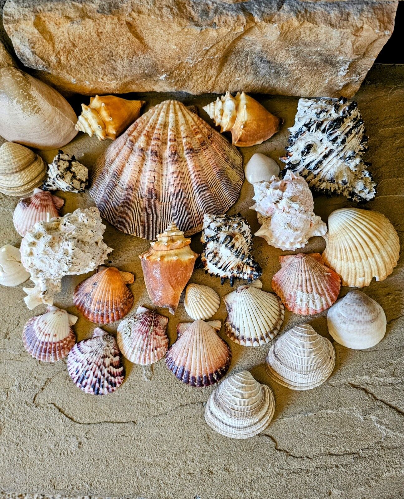 Large lot of 26 seashell - almost 3 pounds - Photos are actual shells you'd get