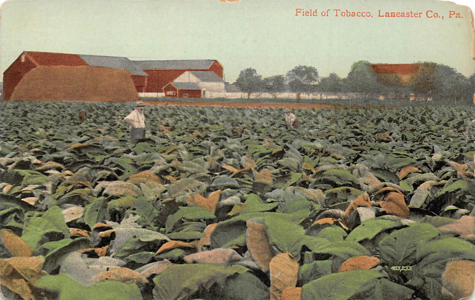 UPICK POSTCARD Field of TOBACCO Lancaster Co. Pennsylvania c1910 Unposted