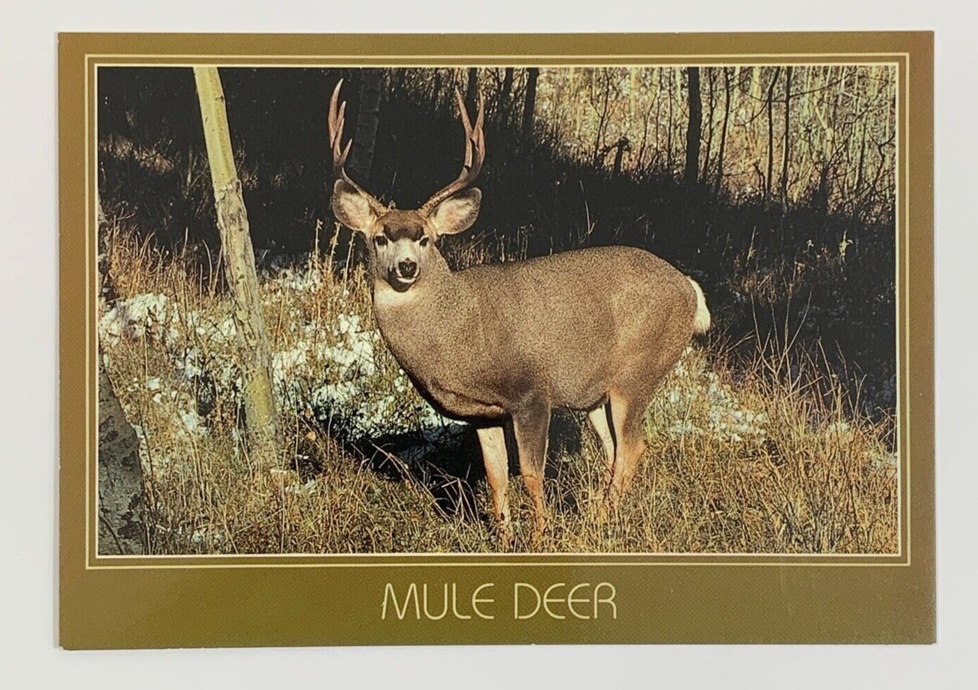 Mule Deer Postcard Unposted