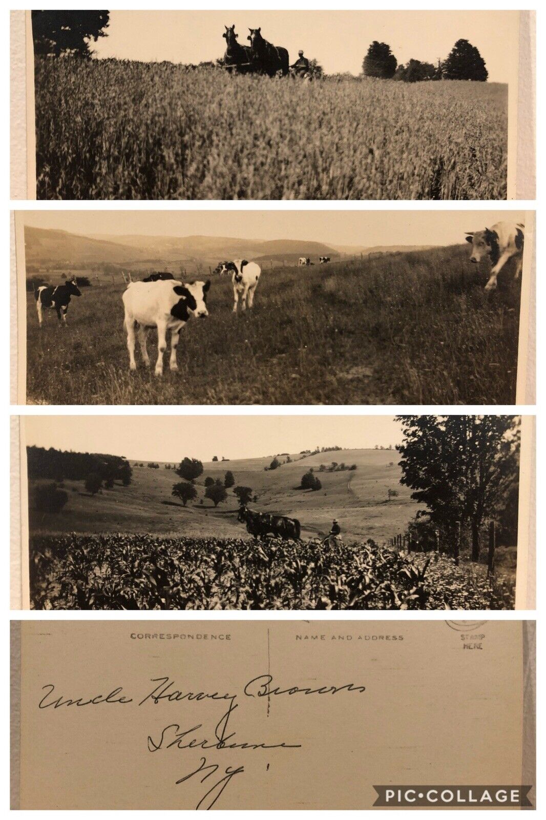 c1925 Three Views of Harvey Brown’s Farm in Sherburne NY New York Original RPPCs