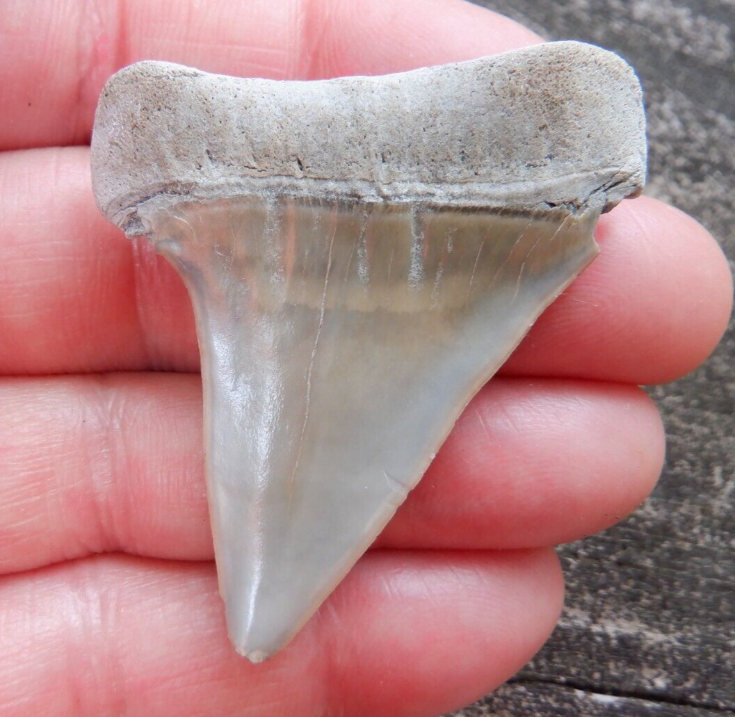 Big AURORA NC EXTINCT GREAT WHITE Hastalis Mako Fossil Shark Tooth LEE CREEK m73