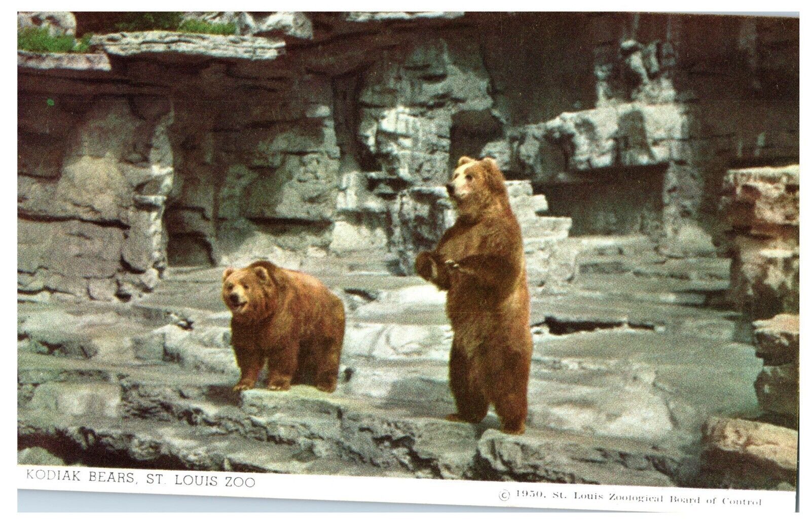 Postcard MO St. Louis Zoo Pair of Kodiak Bears One On Hind Legs Unposted 1950\'s