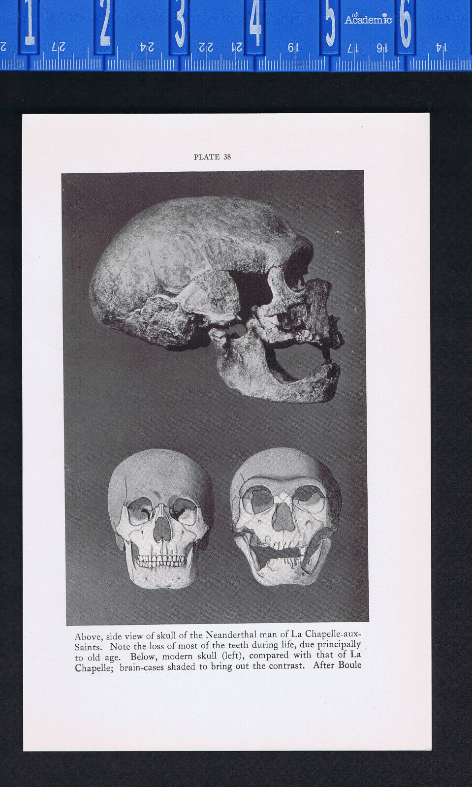 Prehistoric Skulls-La Chapelle Neanderthal, La Ferrassie -1934 Science Print