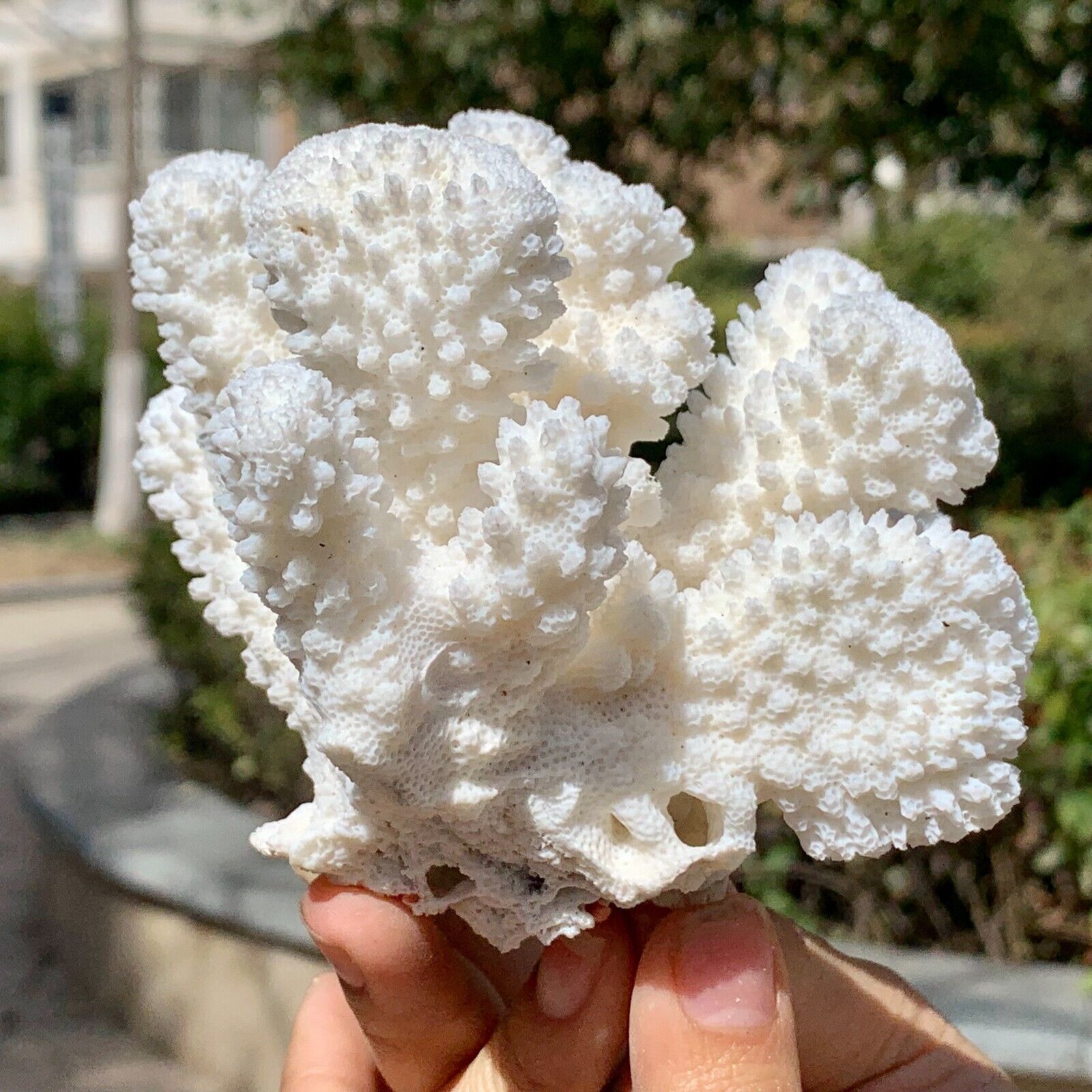 280G Natural white coral reef Cluster Ocean Mineral Crystal Specimen