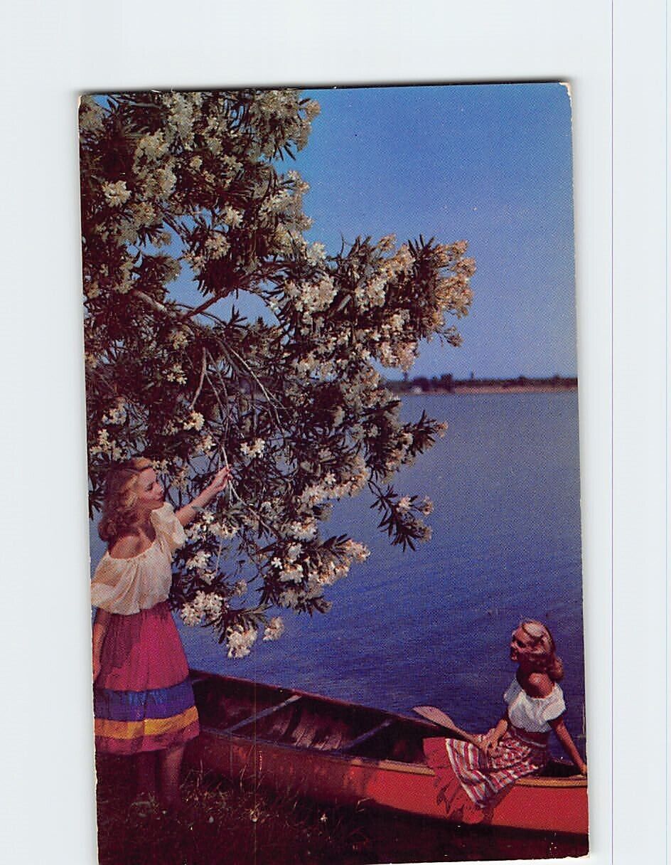 Postcard White Oleanders Florida USA