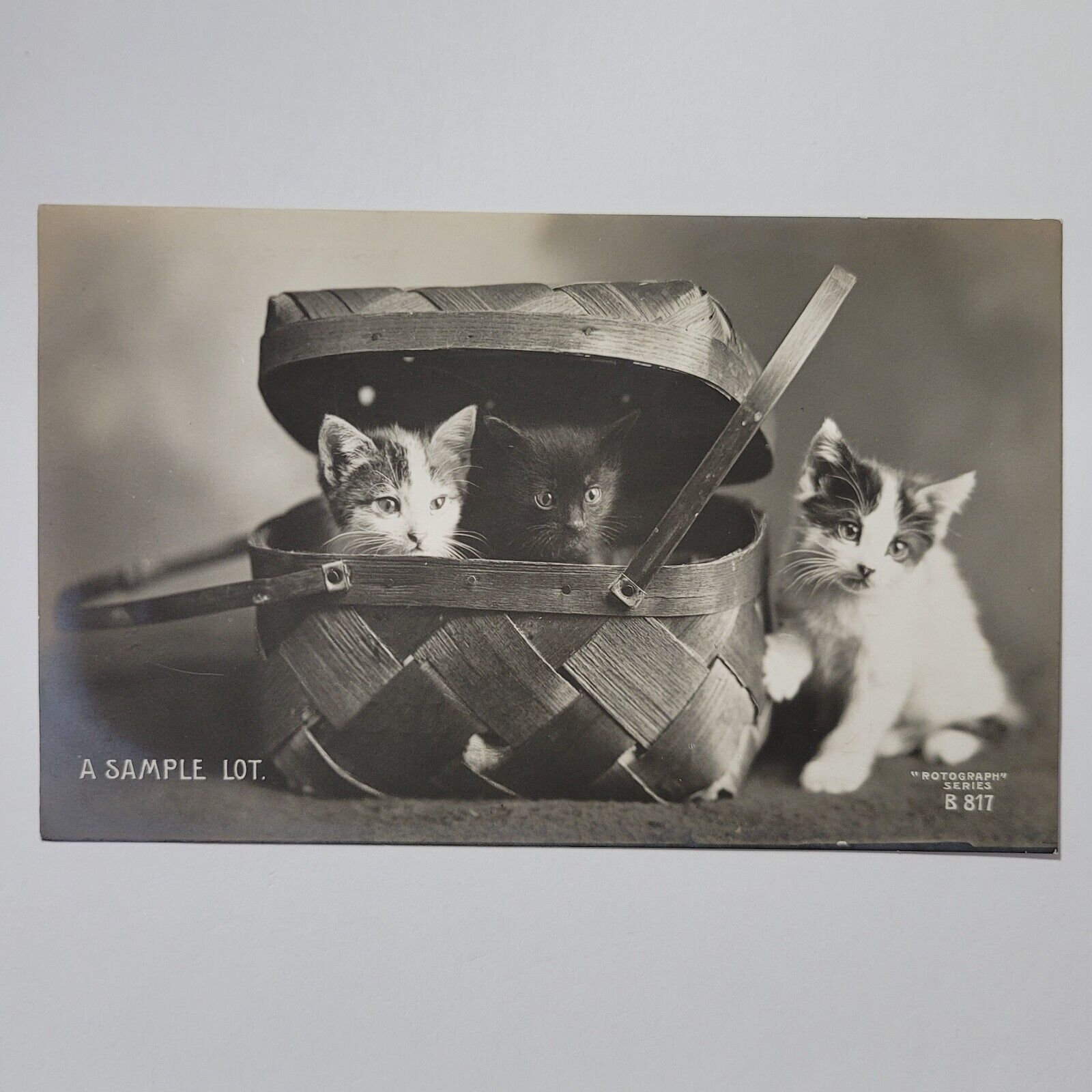 Adorable Kittens Cats Peek From Basket c1905 Rotograph Real Photo Postcard