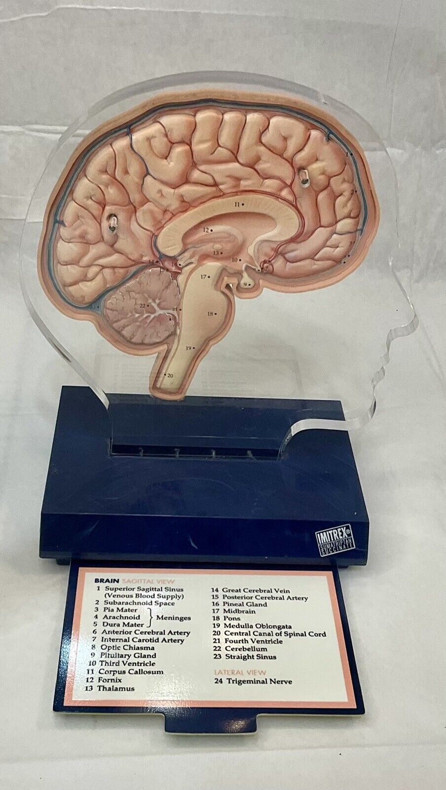 VTG ‘94 Imitrex 3D Neuroanatomy Model w Legend Brain Anatomy Medical Advertising