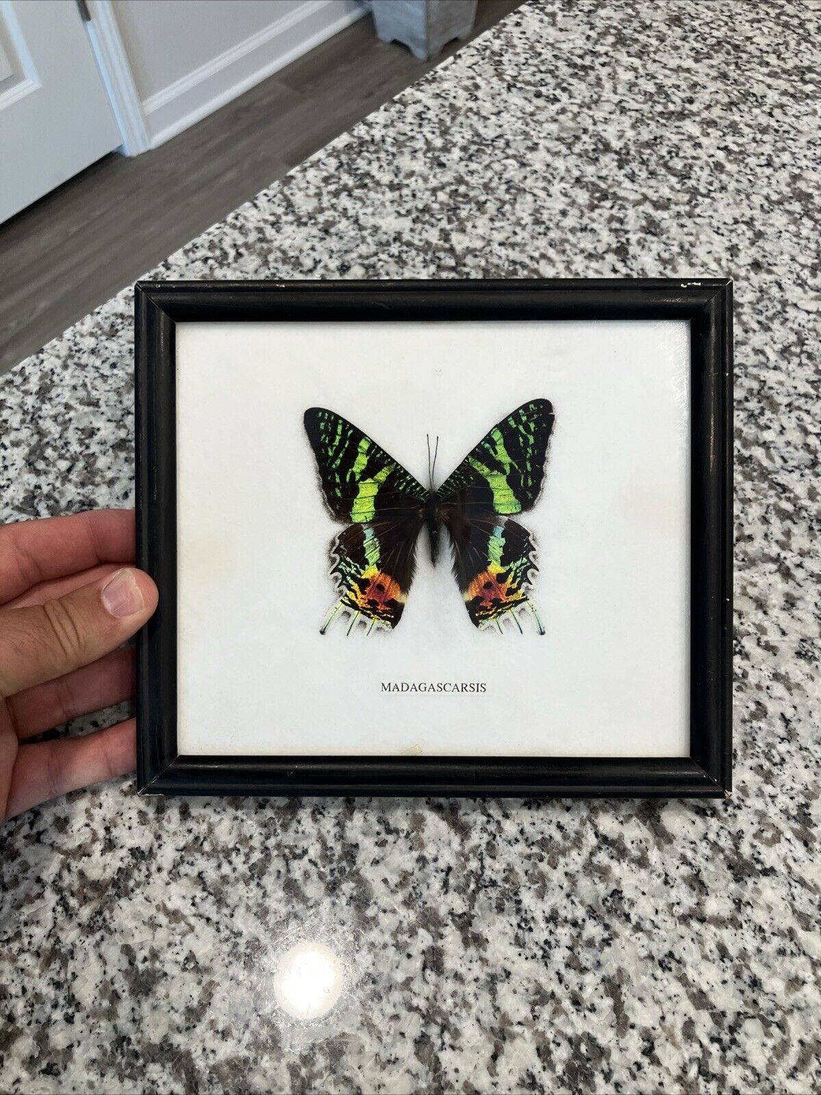 Urania ripheus recto REAL MADAGASCAR SUNSET MOTH FRAMED BUTTERFLY INSECT