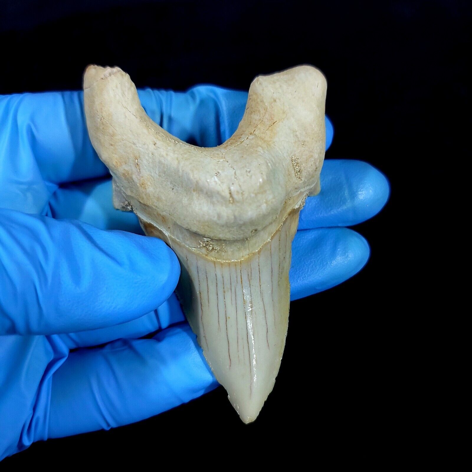 Special 3.14 IN Huge shark Otodus obliquus tooth Fossil  Megalodon  teeth