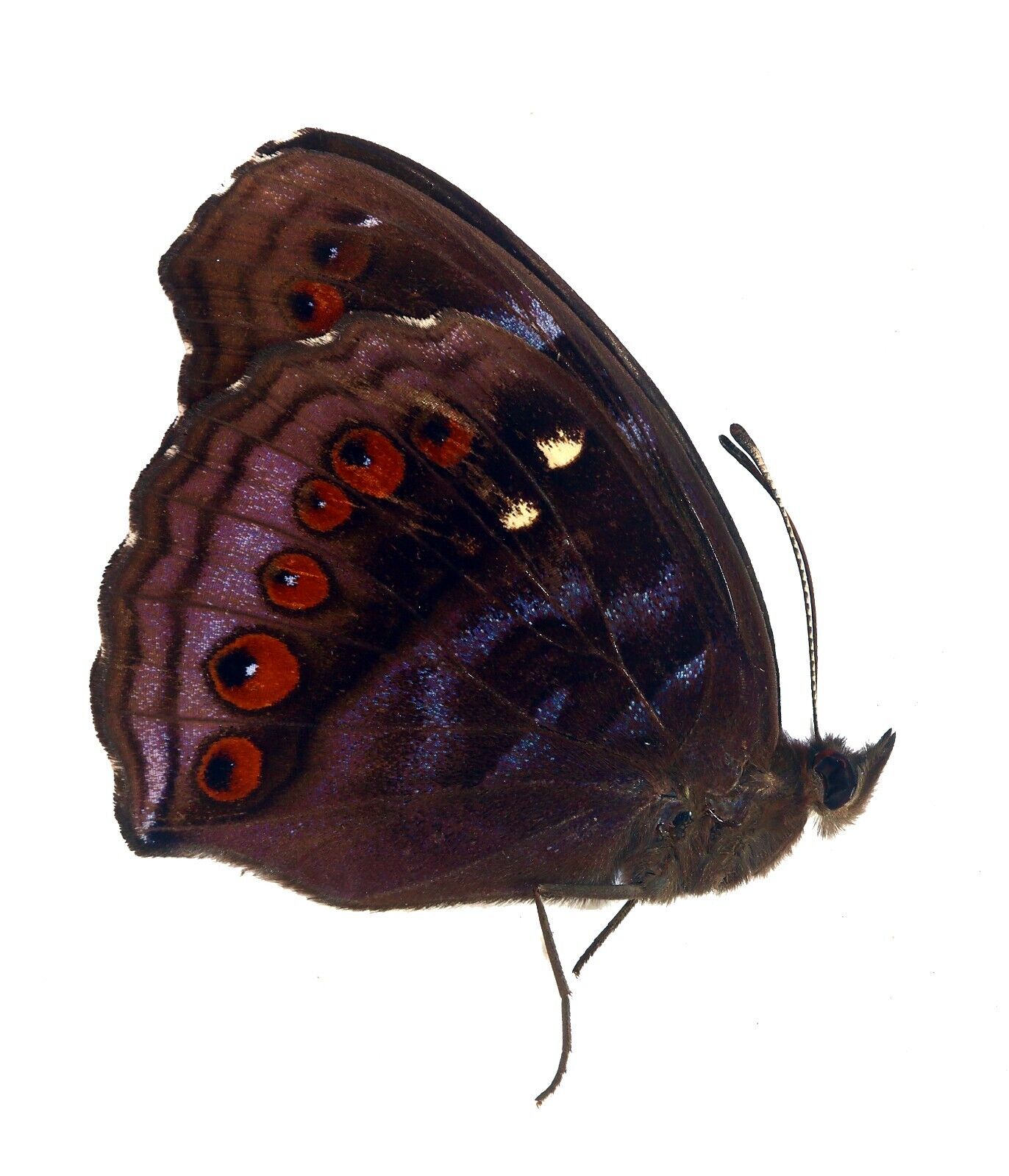 LEPIDOPTERA, NYMPHALIDAE, NYMPHALINAE, PRECIS HEDONIA from INDONESIA