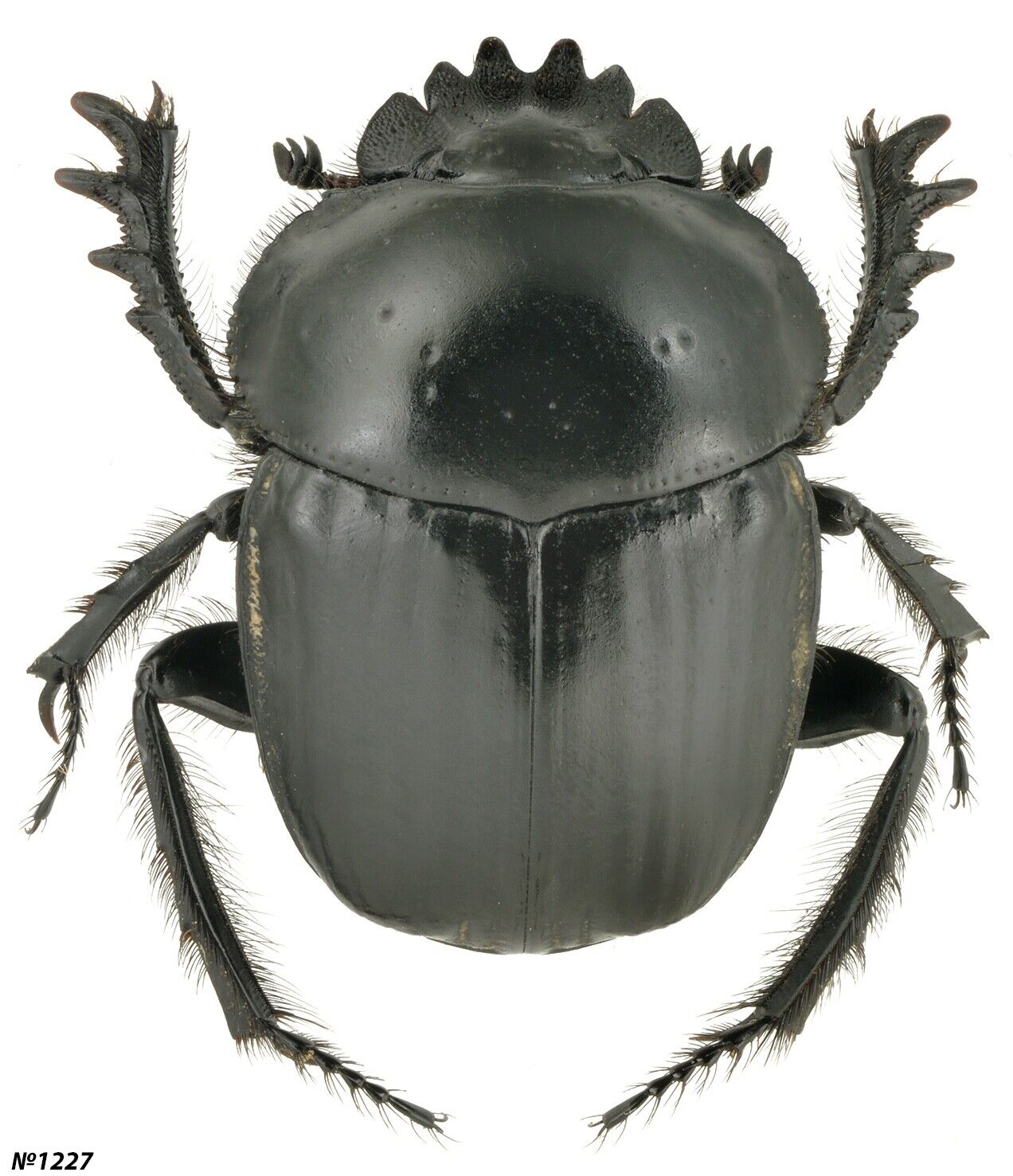Coleoptera Scarabaeidae Scarabaeus sp. Morocco 18mm