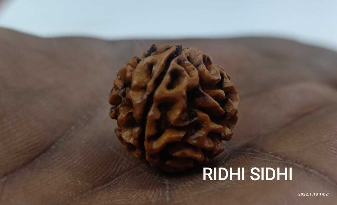 Rare And Original / Lab Certified Round One Mukhi Rudraksha /One Faced Rudraksha