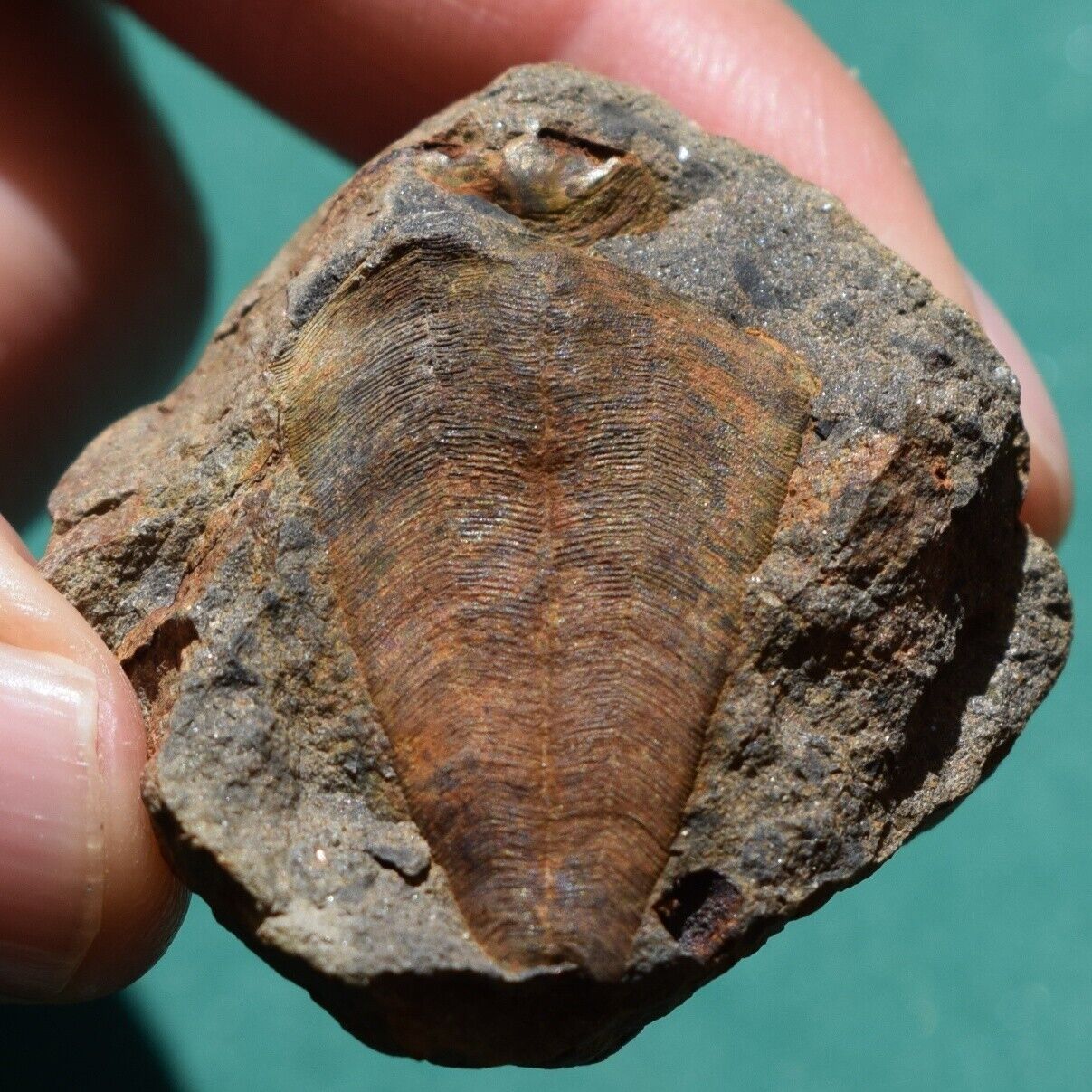 Ultra Rare Conularid Fossil Conulariid Ctenoconularia ulrichi Conularia Bolivia