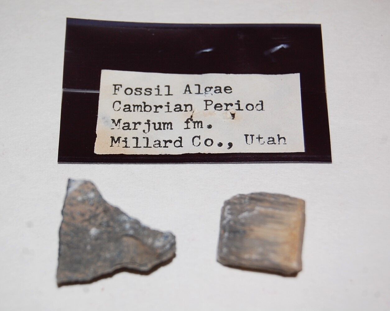 Fossil Algae, Cambrian Period, from Marjum formation in Millard Co., Utah