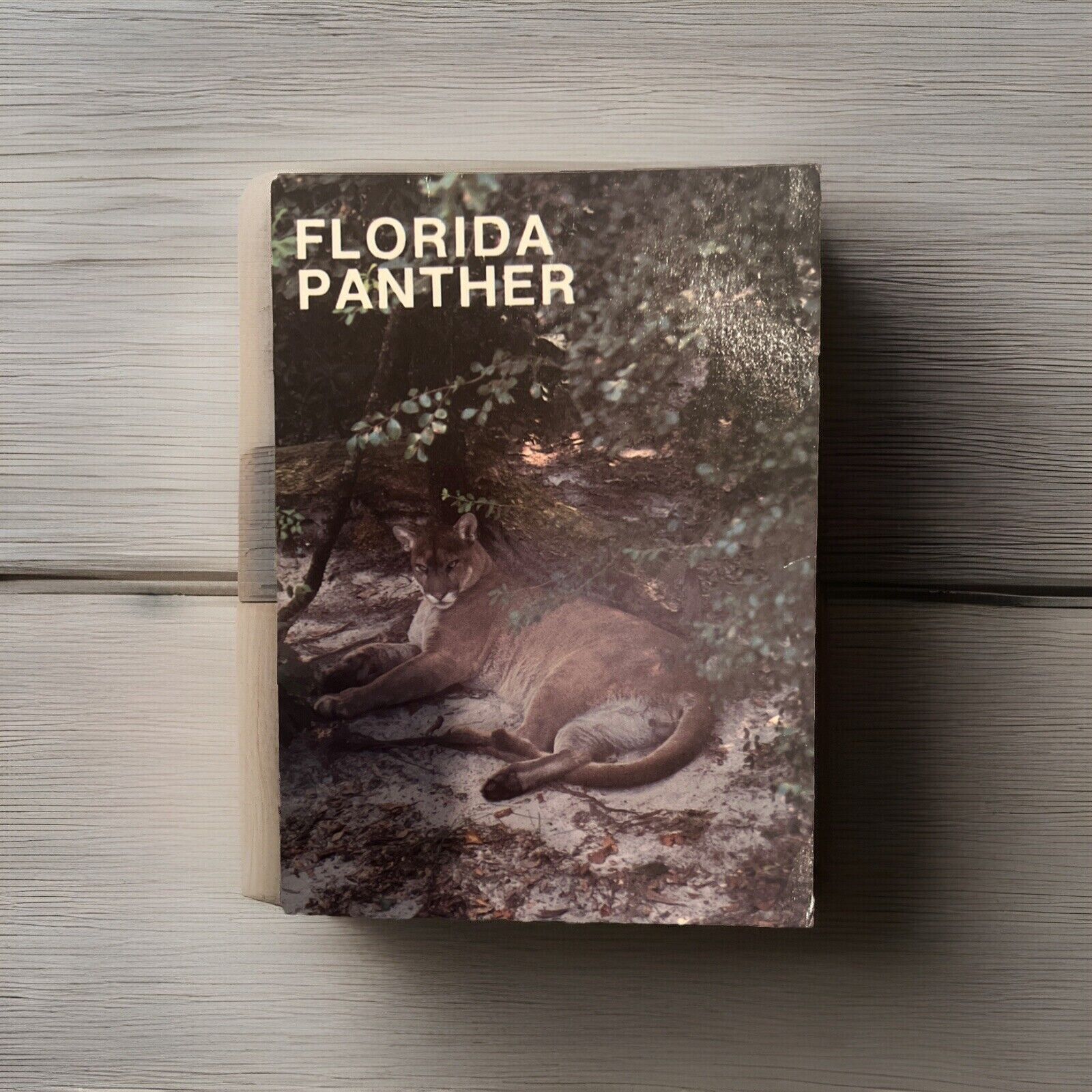 Vintage Postcard Everglades Miami Florida Panther FL 1960-80s 6
