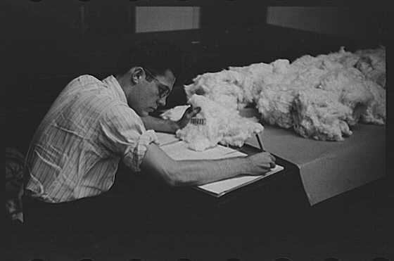 Photo:Classing cotton in factor's office, Memphis, Tennessee