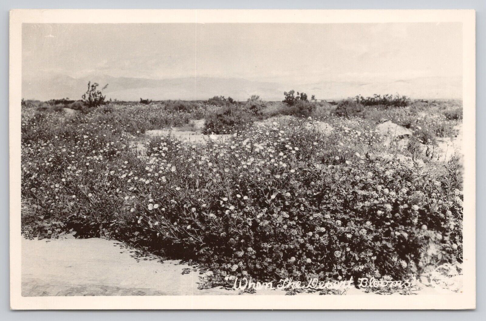 Desert Lilies Flowers Scenic Photos of the West Frashers Foto Card RPPC Postcard
