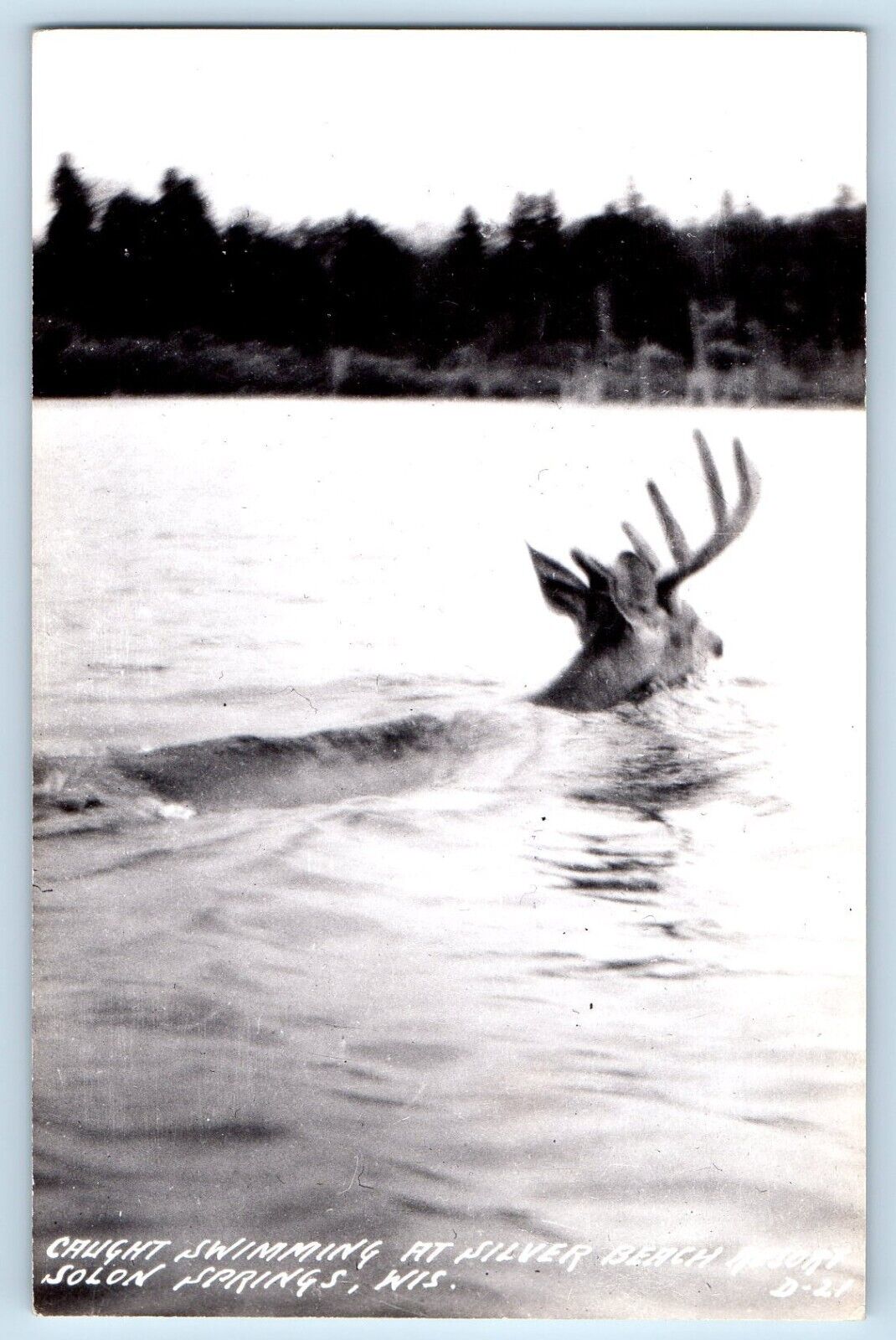 Solon Springs WI Postcard RPPC Photo Deer Caught Swimming At Silver Beach c1950s
