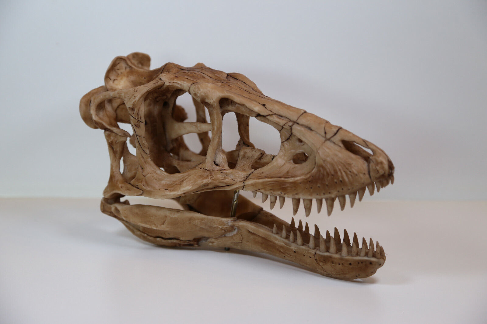 Baby Tyrannosaurus rex Skull - high quality replica - FREE world wide shipping.