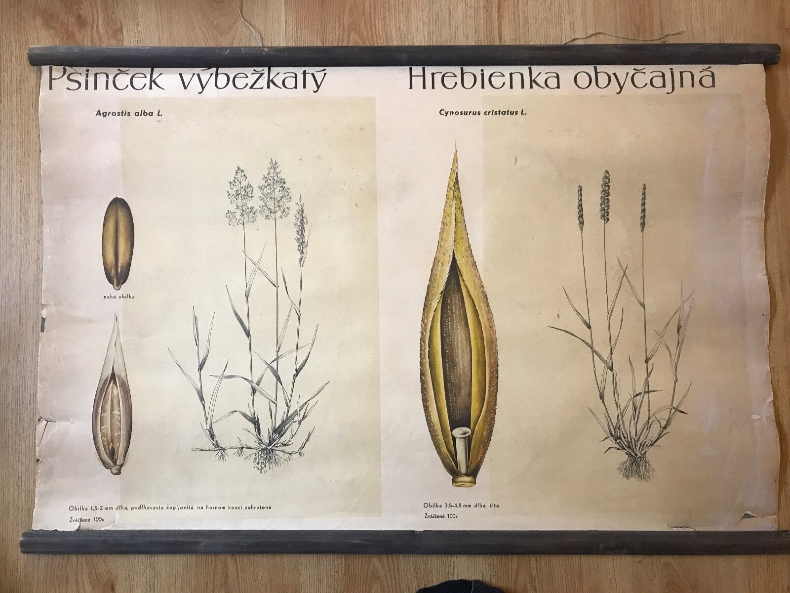 Original botanical school chart of Seeds of grass , 3x pcs