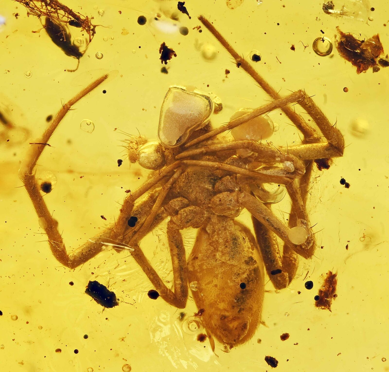 Detailed Araneae: Araneida (Spider), Fossil Inclusion in Burmese Amber