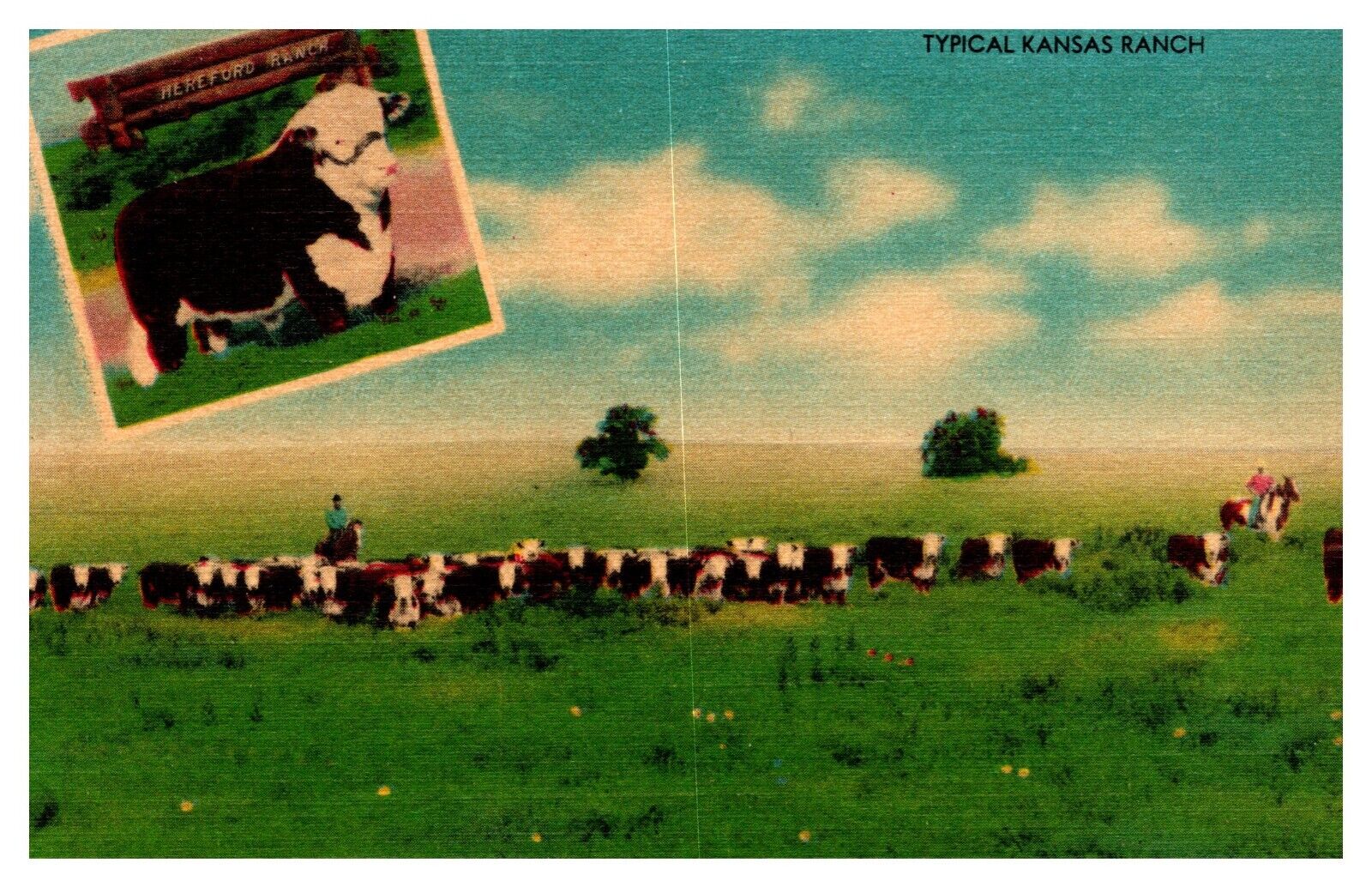 KS Kansas Typical Kansas Ranch Cattle 4094F Linen Postcard
