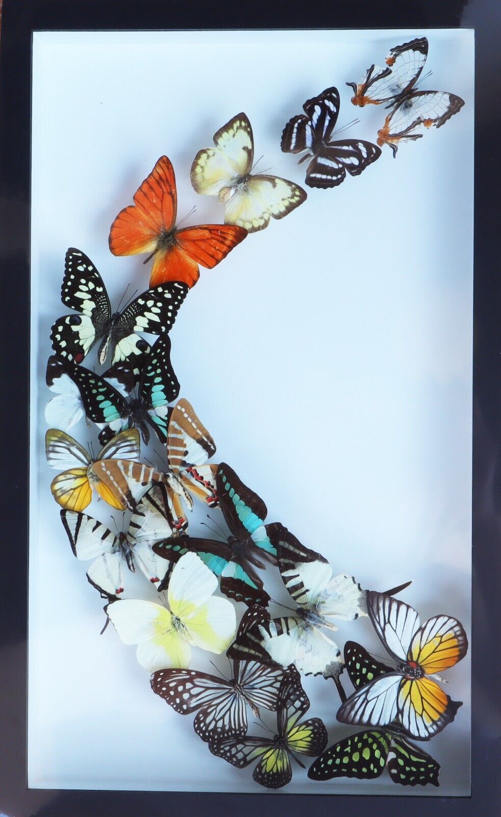 LUXURY ART REAL MIX BUTTERFLY IN FRAME DISPLAY INSECT TAXIDERMY WALL DECOR