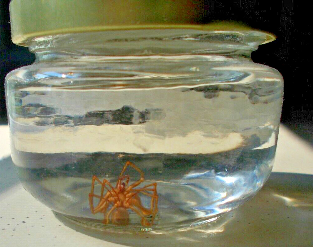 Brown Recluse Spider Preserved in Alcohol