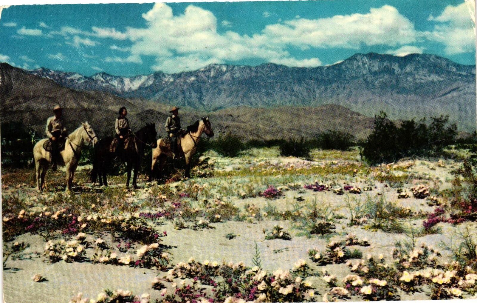 Vintage Postcard- HORSEBACK RIDERS, EVENING PRIMROSE, LAVENDER SAND VERBENA, DES