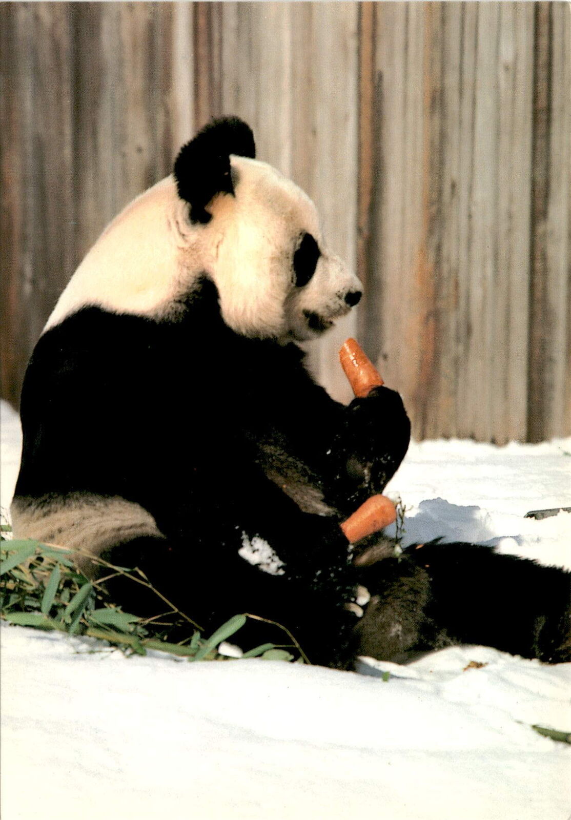 Vintage Ling-Ling Giant Panda Postcard from National Zoo