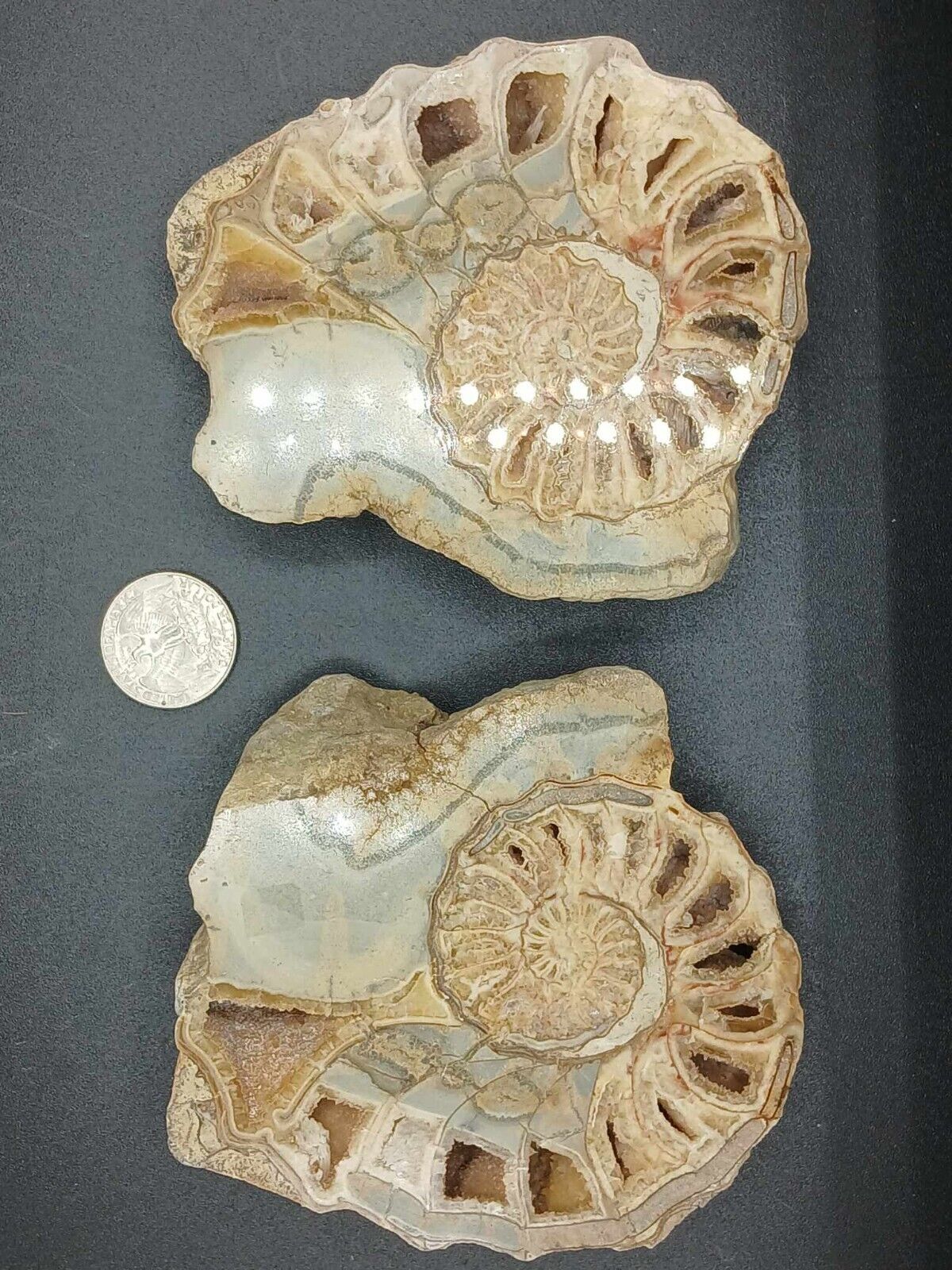 Conlinoceras Ammonite Polished Cretaceous Texas