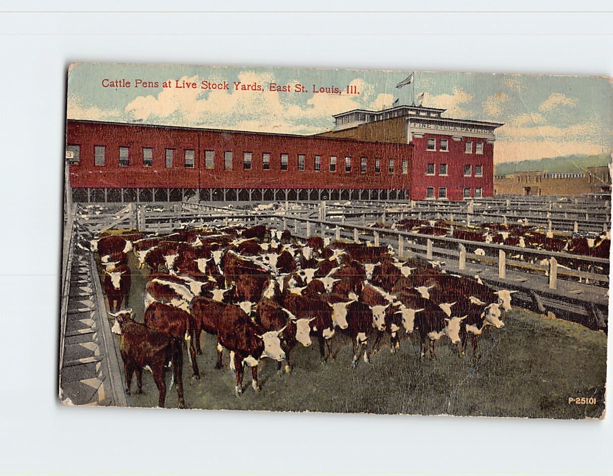 Postcard Cattle Pens at Livestock Yards East St. Louis Illinois USA