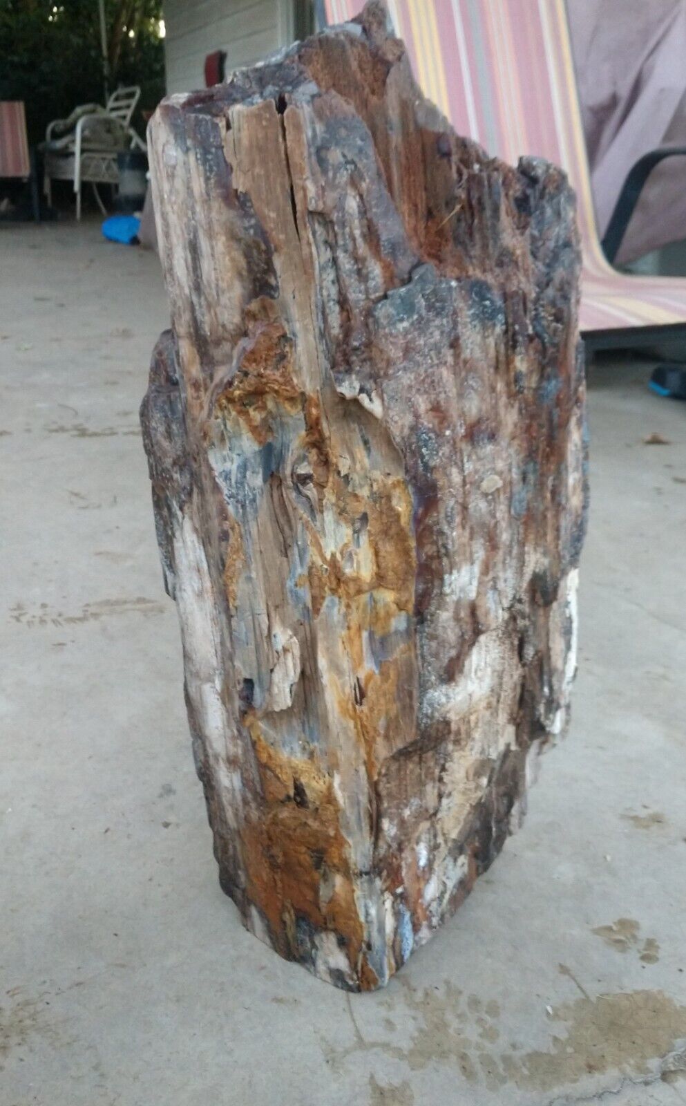 Beautiful 90lb. petrified/opalized/mineralized/agateized wood log 
