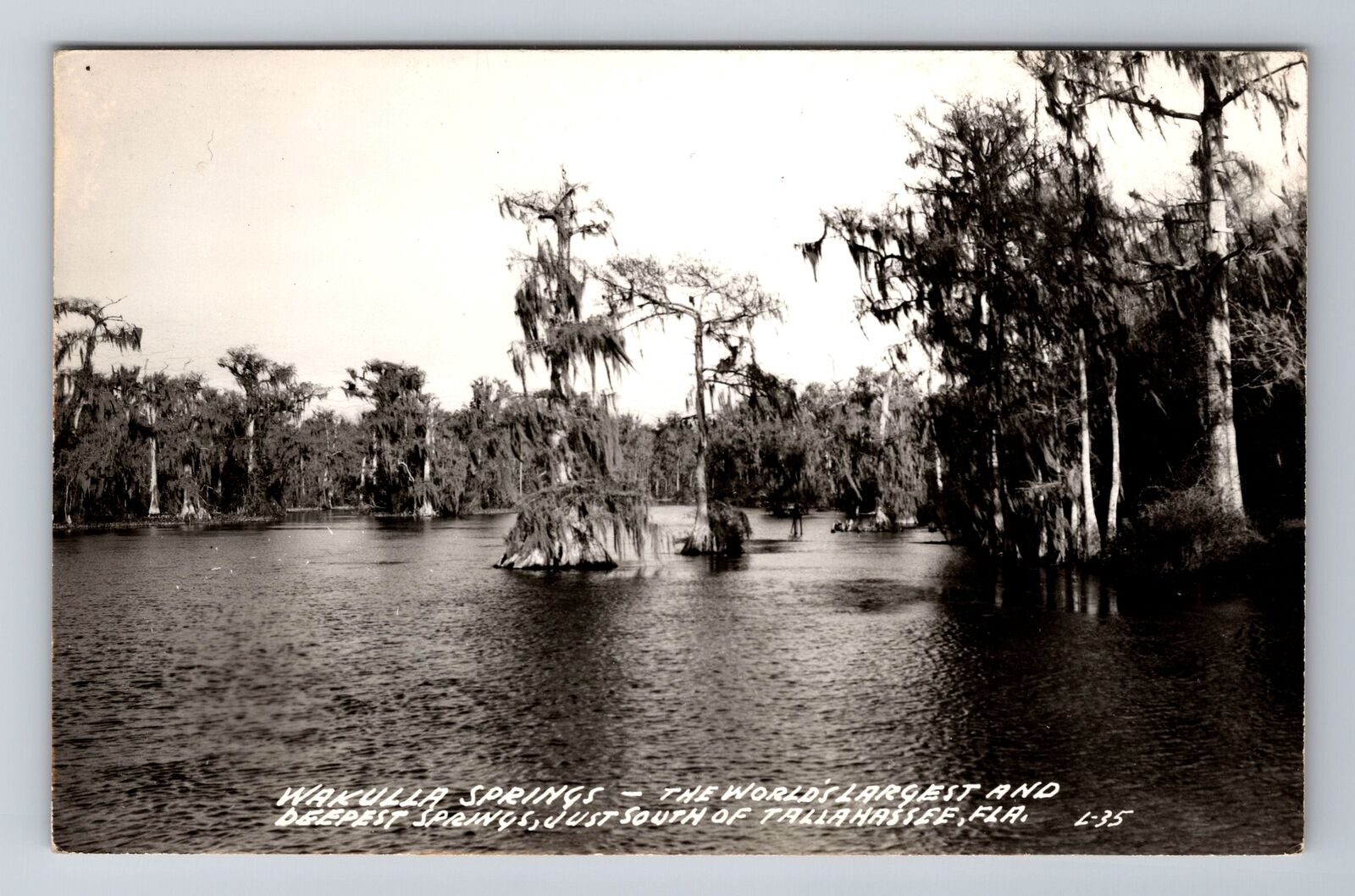 Tallahassee FL-Florida RPPC, Wakulla Springs, Antique, Vintage Postcard
